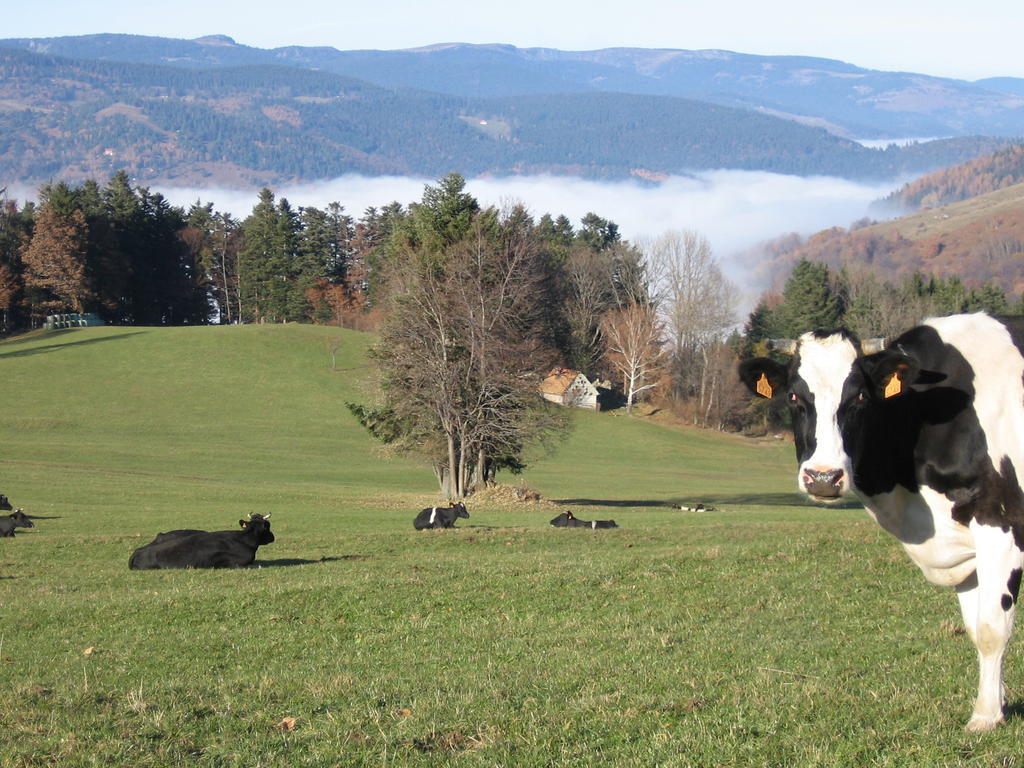 Gite Plein Sud Metzeral Esterno foto